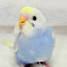 【最新画像更新🪄】フラワー畑の天使ちゃん🐣🪻セキセイインコ(パステルレインボーパイド) ヒナ