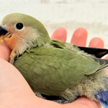 【最新画像更新🪄】これぞ定番‪☆ラブバード🐣💖コザクラインコ(ノーマル) ヒナ