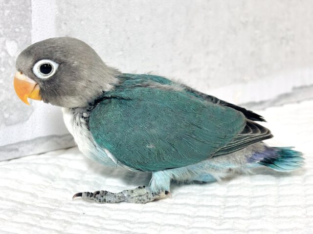ボタンインコ