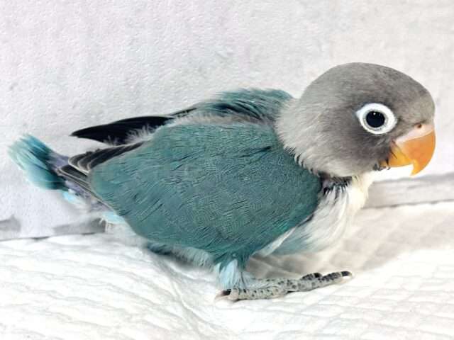 ボタンインコ