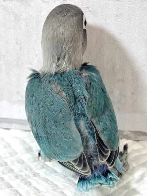 ボタンインコ