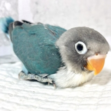 ボタンインコ  ブルー  💙🪼⋆.ೃ࿔*:･
