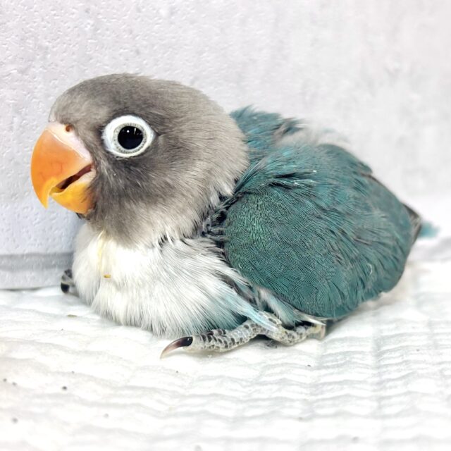 ボタンインコ