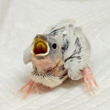 アピール力なら負けませんっ‪☆シルバー文鳥 ヒナ