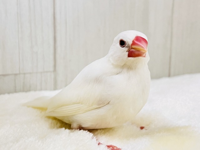 白文鳥
