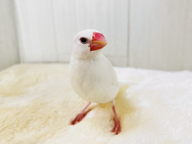 白文鳥