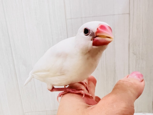 白文鳥