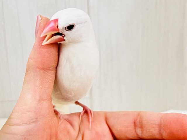 白文鳥