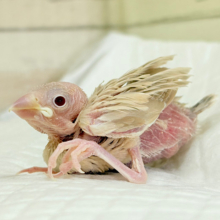 ふんわりカラー🫧赤目の天使🐣🤎シナモン文鳥 ヒナ
