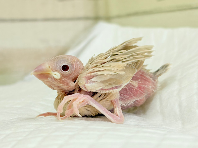 ふんわりカラー🫧赤目の天使🐣🤎シナモン文鳥 ヒナ
