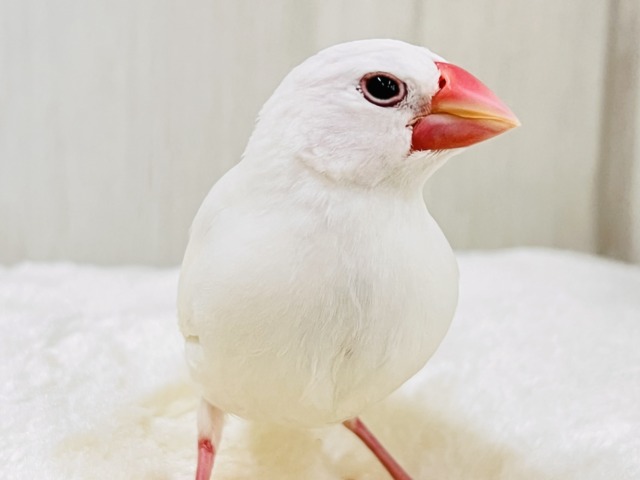 白文鳥