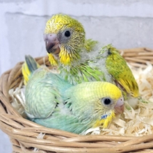 花曇りの空の下、セキセイインコちゃんず来てくれましたよ〜🌸☁️･.｡*･.｡*