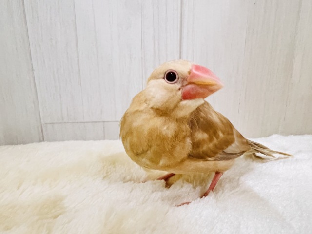 シナモン文鳥