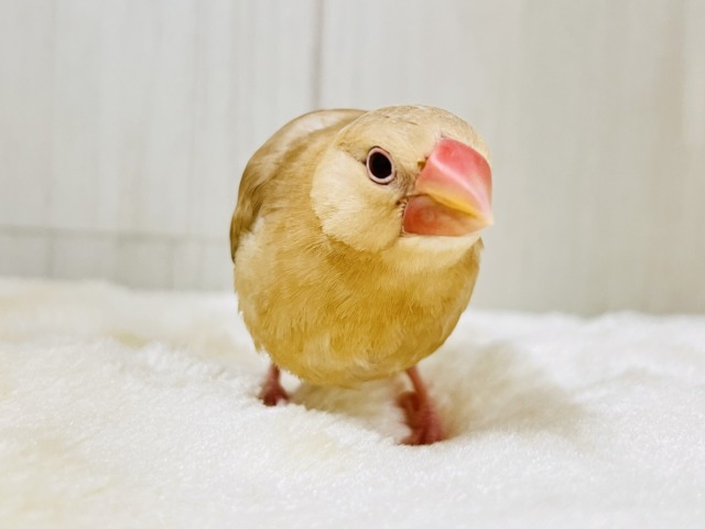 シナモン文鳥