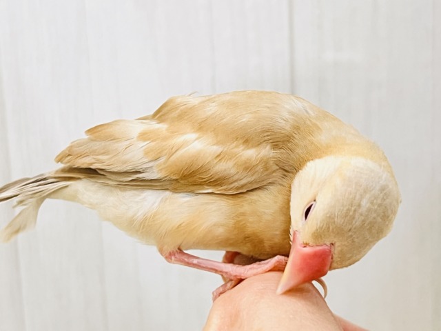 シナモン文鳥