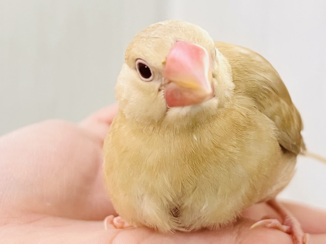 画像更新☆きなこカラーで優しい色味✨シナモン文鳥さん入荷しました❤️