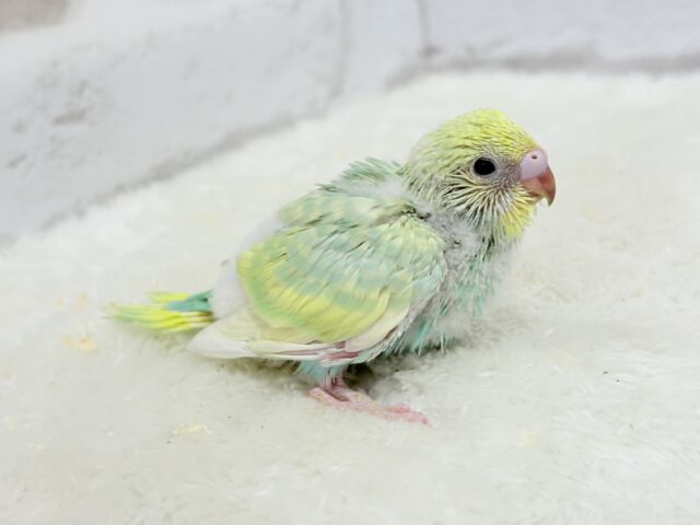 セキセイインコ