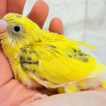 唯一無二‪☆ピヨピヨ歌うのりたまちゃん🐣💛セキセイインコ(黄色ハルクイン) ヒナ