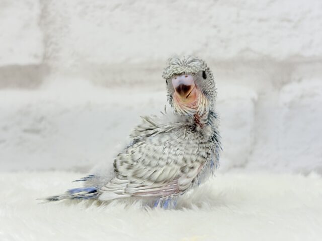 梵天セキセイインコ