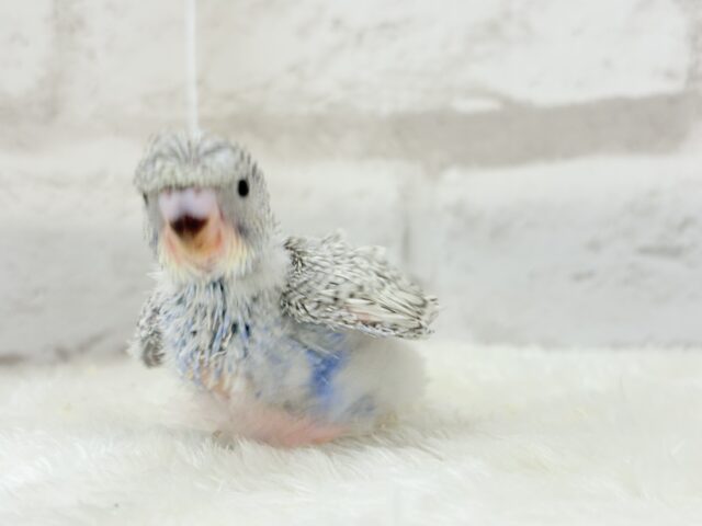 梵天セキセイインコ