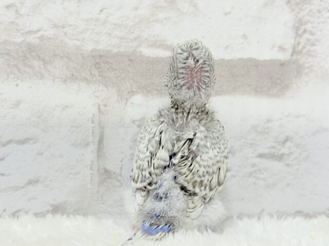 梵天セキセイインコ