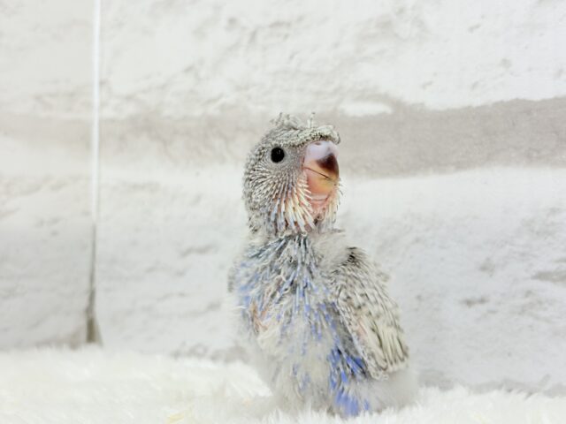 梵天セキセイインコ