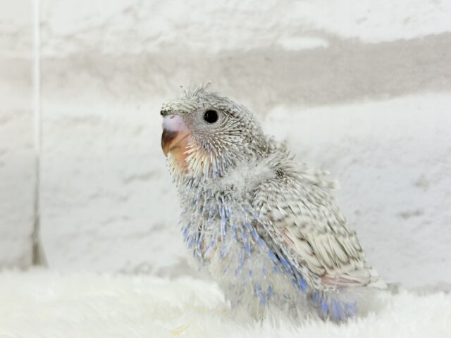 梵天セキセイインコ