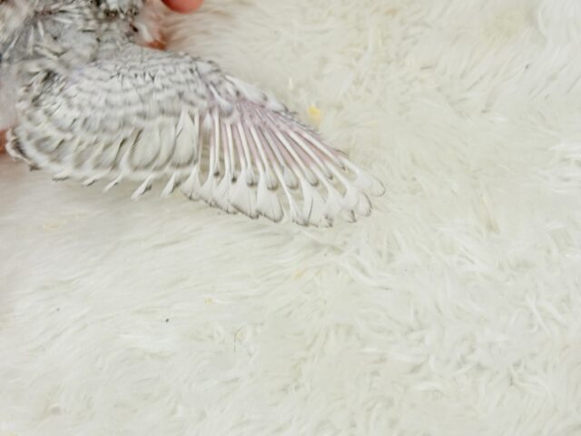 梵天セキセイインコ