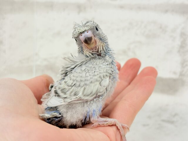 梵天セキセイインコ