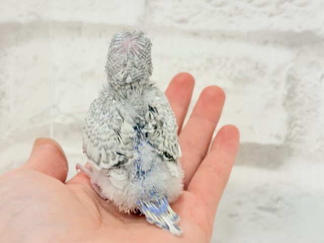 梵天セキセイインコ