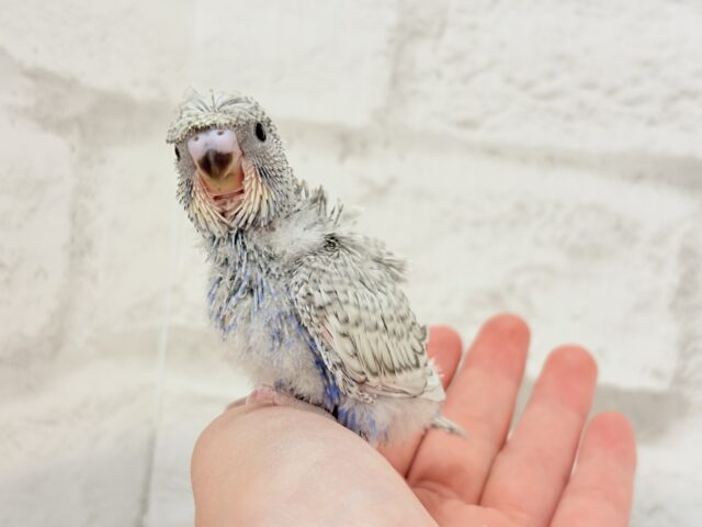 梵天セキセイインコ