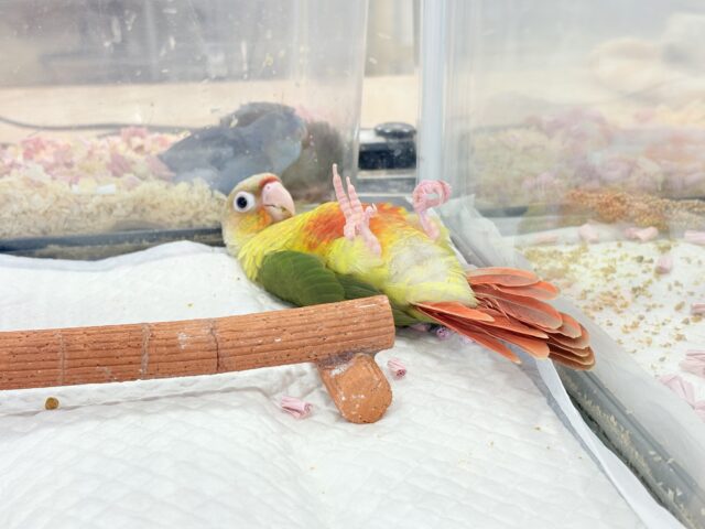 ホオミドリウロコインコ