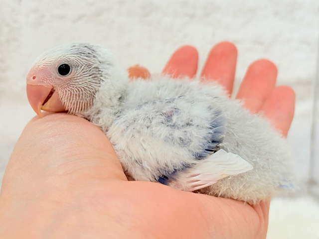 わくわくどきどき♡コザクラインコ(バイオレットオパーリンパイド) ヒナ