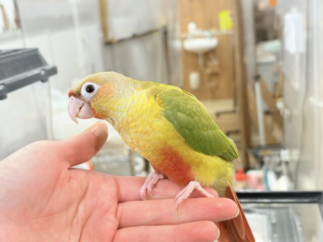 ホオミドリウロコインコ