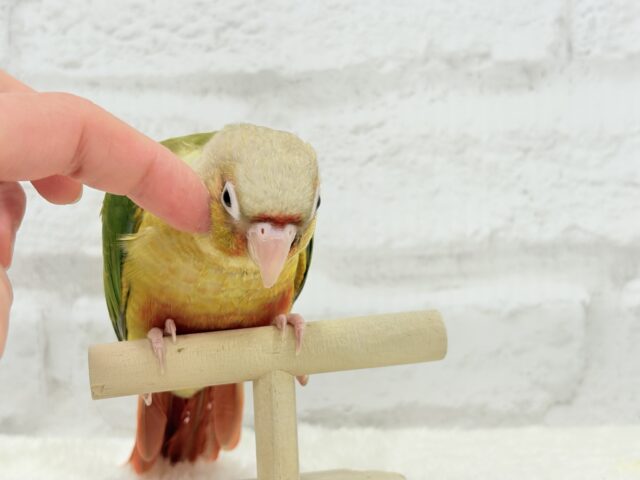 ホオミドリウロコインコ