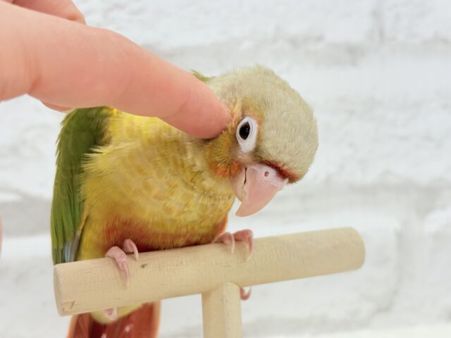 ホオミドリウロコインコ