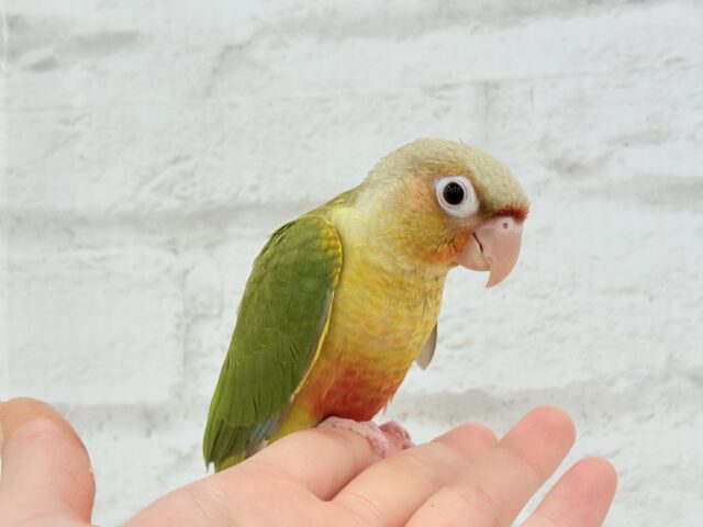 ホオミドリウロコインコ