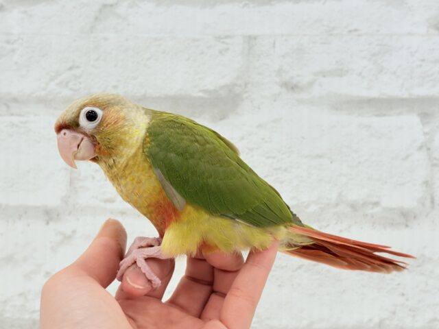 ホオミドリウロコインコ