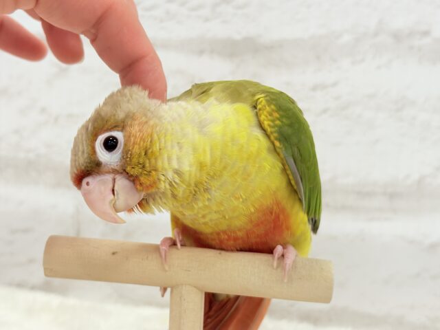 ホオミドリウロコインコ