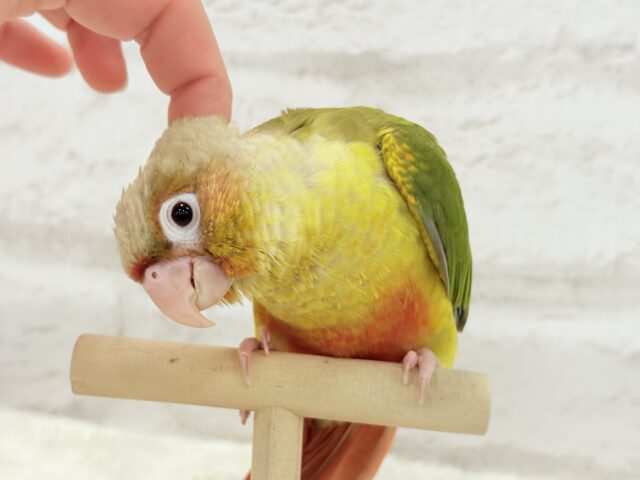 ホオミドリウロコインコ