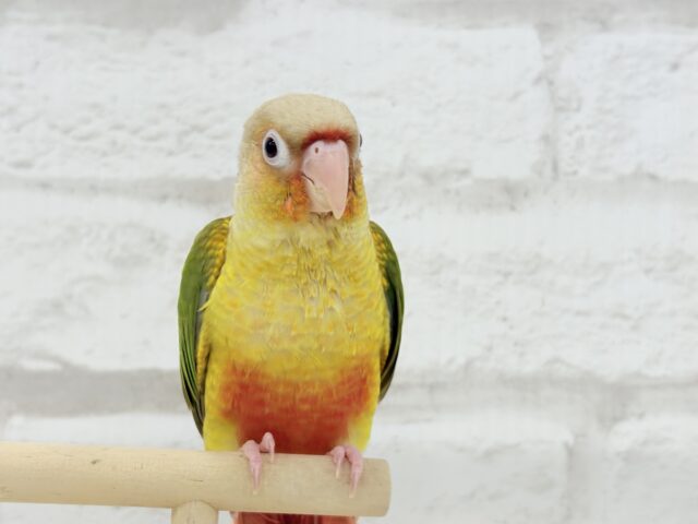 ホオミドリウロコインコ