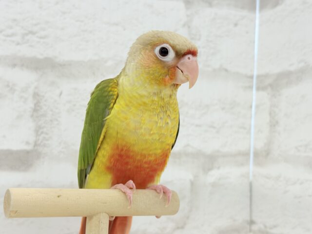 ホオミドリウロコインコ