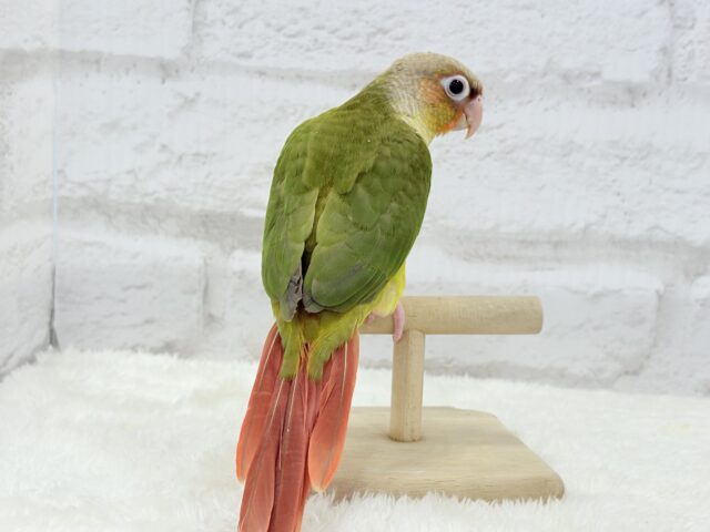 ホオミドリウロコインコ