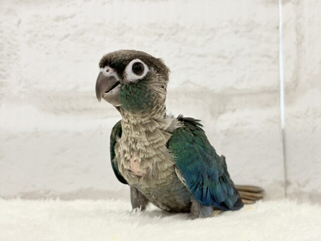 ホオミドリウロコインコ