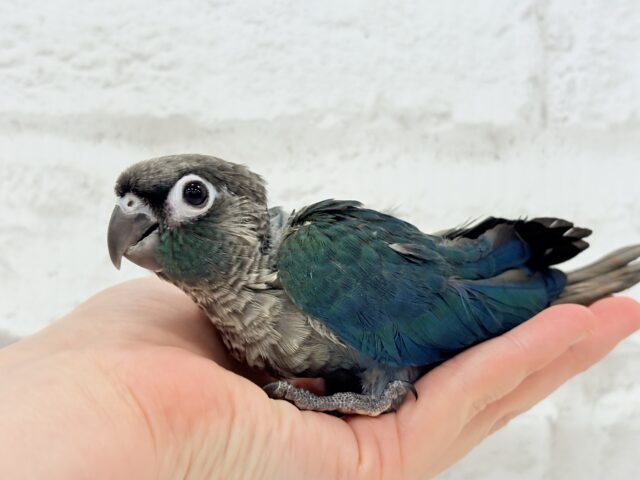 ホオミドリウロコインコ