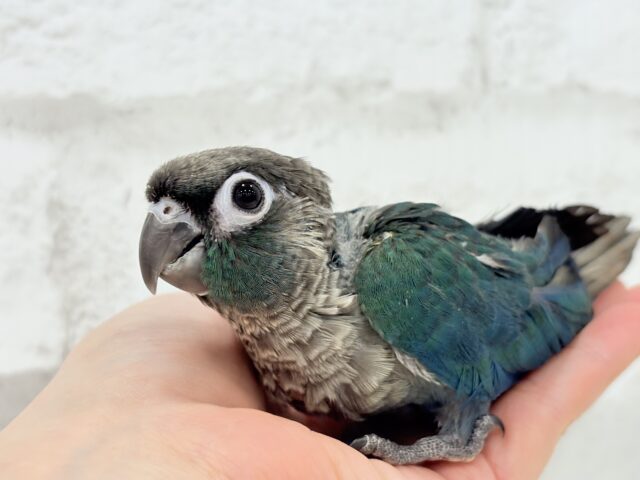 ホオミドリウロコインコ