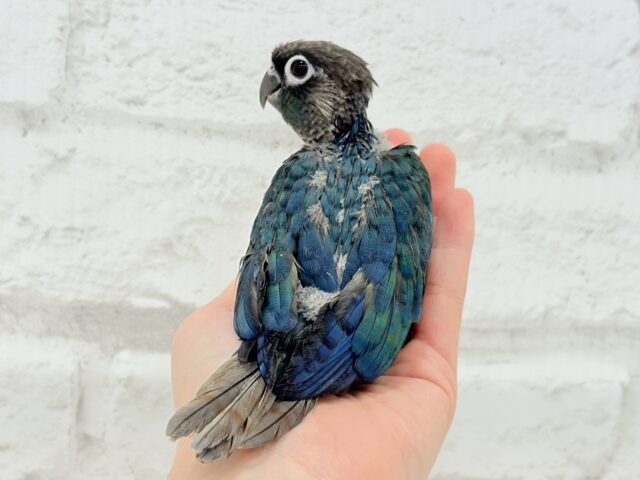 ホオミドリウロコインコ