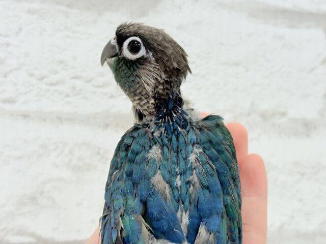 ホオミドリウロコインコ