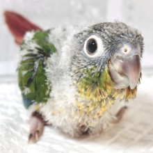 ワキコガネウロコインコ  ‪💚🌟.｡.:*・°