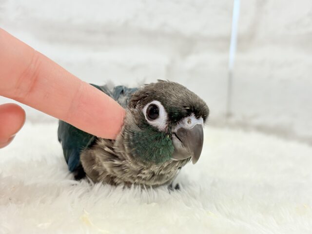 ホオミドリウロコインコ